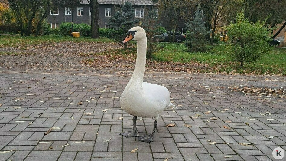 В Калининграде спасли лебедя-иностранца от местных сородичей (фото, видео) - Новости Калининграда | Фото: Константин К. В Калининграде спасли лебедя-иностранца от местных сородичей (фото, видео) - Новости Калининграда | Фото: Константин К.