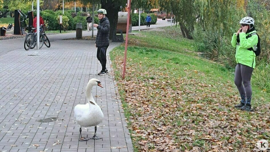 В Калининграде спасли лебедя-иностранца от местных сородичей (фото, видео) - Новости Калининграда | Фото: Константин К. В Калининграде спасли лебедя-иностранца от местных сородичей (фото, видео) - Новости Калининграда | Фото: Константин К.