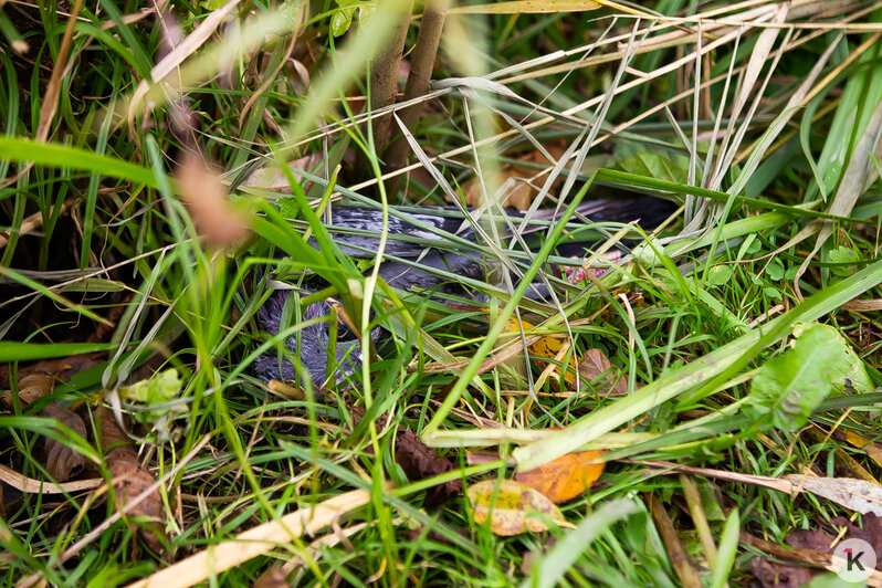 Причиной гибели голубей на Летнем озере могло стать отравление (фоторепортаж) - Новости Калининграда | Фото: Александр Подгорчук / «Клопс» Причиной гибели голубей на Летнем озере могло стать отравление (фоторепортаж) - Новости Калининграда | Фото: Александр Подгорчук / «Клопс»