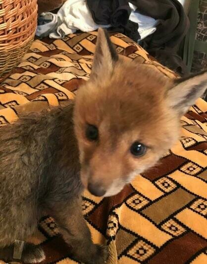 Так Чим выглядел, когда его подобрали | Фото: Аркадий