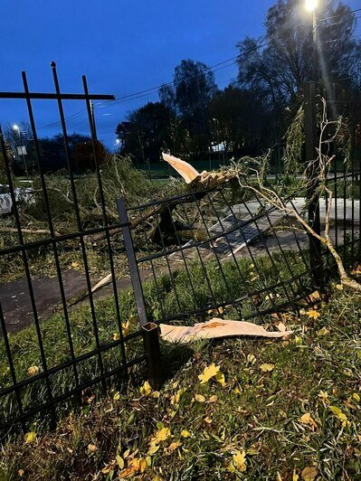 В Светлогорске поваленные ветром деревья погромили заборы и линии электропередач - Новости Калининграда | Фото: телеграм-канал Владимира Бондаренко В Светлогорске поваленные ветром деревья погромили заборы и линии электропередач - Новости Калининграда | Фото: телеграм-канал Владимира Бондаренко