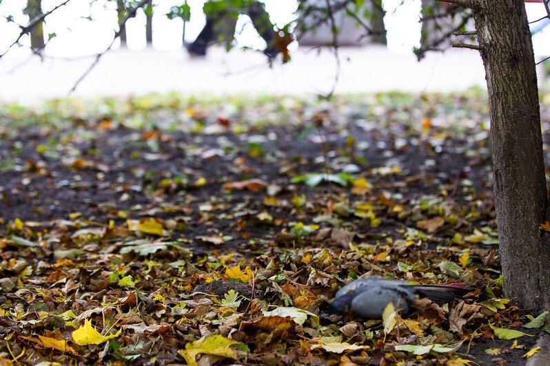 Причиной гибели голубей на Летнем озере могло стать отравление (фоторепортаж) - Новости Калининграда | Фото: Александр Подгорчук / «Клопс» Причиной гибели голубей на Летнем озере могло стать отравление (фоторепортаж) - Новости Калининграда | Фото: Александр Подгорчук / «Клопс»