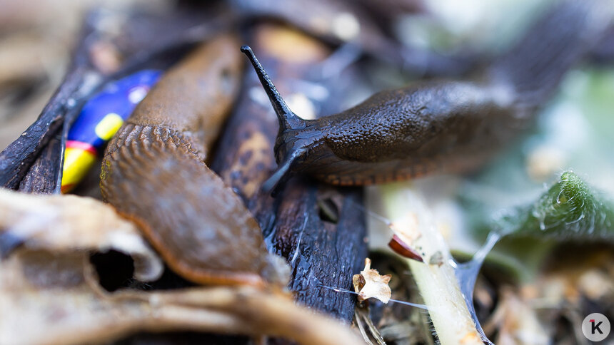 Калининградский агроном рассказал, как бороться со слизнями осенью   - Новости Калининграда | Фото: Александр Подгорчук / Архив «Клопс» Калининградский агроном рассказал, как бороться со слизнями осенью   - Новости Калининграда | Фото: Александр Подгорчук / Архив «Клопс»