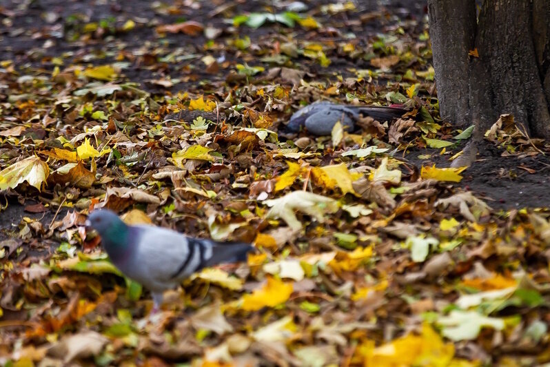 Причиной гибели голубей на Летнем озере могло стать отравление (фоторепортаж) - Новости Калининграда | Фото: Александр Подгорчук / «Клопс» Причиной гибели голубей на Летнем озере могло стать отравление (фоторепортаж) - Новости Калининграда | Фото: Александр Подгорчук / «Клопс»