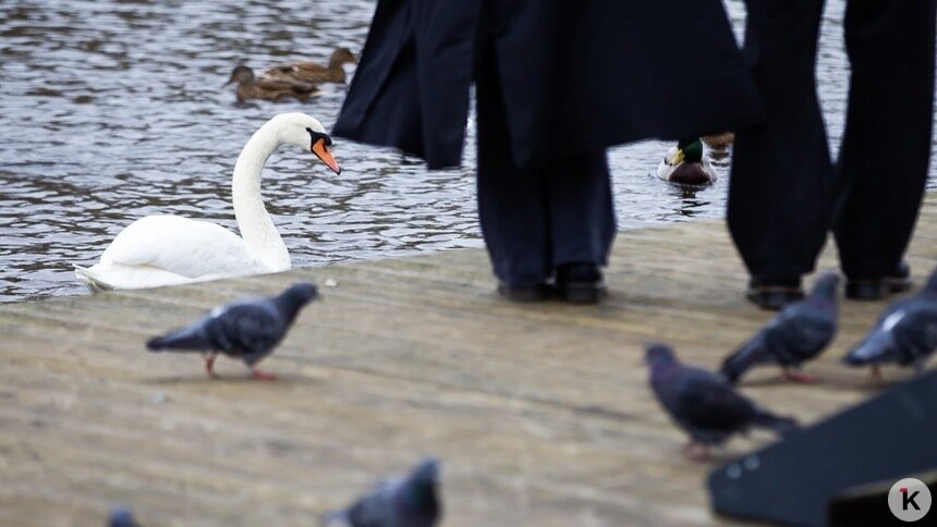 Погода в Калининграде и области в субботу, 1 ноября - Новости Калининграда | Фото: Александр Подгорчук / «Клопс»