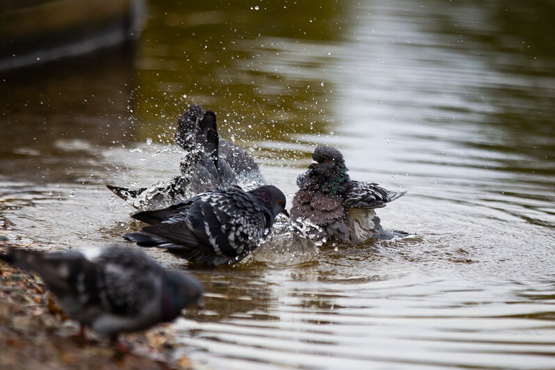 Причиной гибели голубей на Летнем озере могло стать отравление (фоторепортаж) - Новости Калининграда | Фото: Александр Подгорчук / «Клопс» Причиной гибели голубей на Летнем озере могло стать отравление (фоторепортаж) - Новости Калининграда | Фото: Александр Подгорчук / «Клопс»