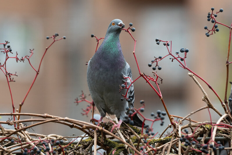 Осень в городе, где хочется гулять | Фото: Александр Мелехов