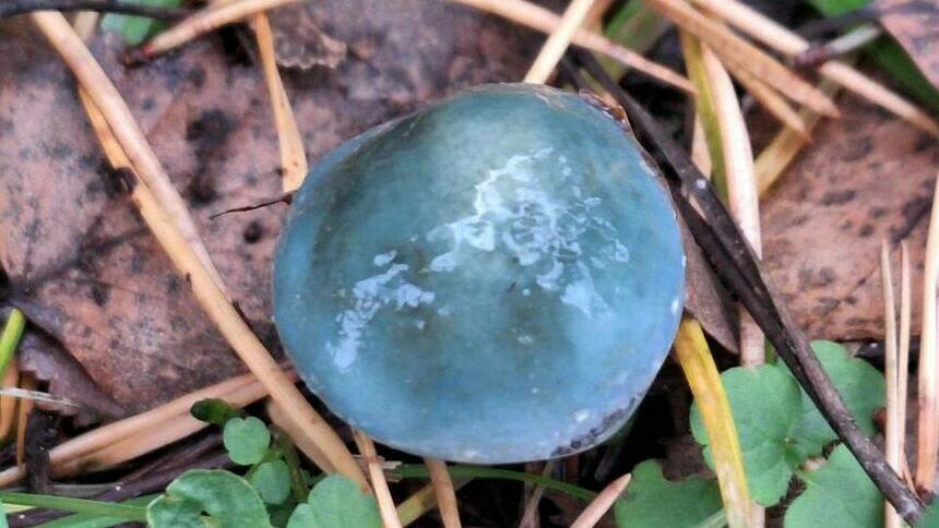 На Куршской косе рассказали про грибы, которые привлекают животных и насекомых сказочным видом - Новости Калининграда | Фото: пресс-служба национального парка «Куршская коса»