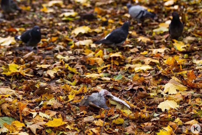 Причиной гибели голубей на Летнем озере могло стать отравление (фоторепортаж) - Новости Калининграда | Фото: Александр Подгорчук / «Клопс» Причиной гибели голубей на Летнем озере могло стать отравление (фоторепортаж) - Новости Калининграда | Фото: Александр Подгорчук / «Клопс»