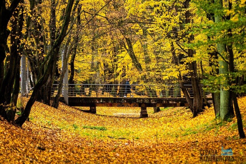 Осень в городе, где хочется гулять | Фото: Александр Мелехов