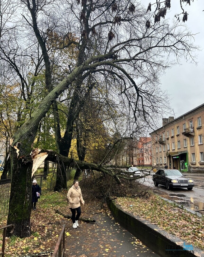 Поваленное дерево на ул. Киевской | Фото: Оксана Сазонова Поваленное дерево на ул. Киевской | Фото: Оксана Сазонова