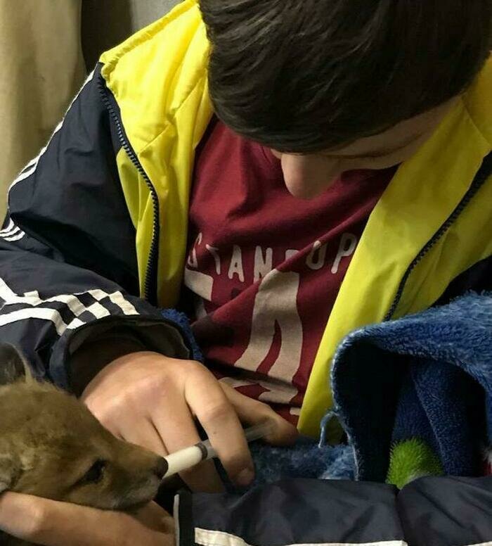 Калининградец выходил лисёнка-сиротку и нашёл свою любовь (фото)  - Новости Калининграда | Фото: Аркадий