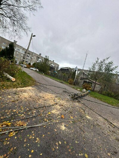 В Светлогорске поваленные ветром деревья погромили заборы и линии электропередач - Новости Калининграда | Фото: телеграм-канал Владимира Бондаренко В Светлогорске поваленные ветром деревья погромили заборы и линии электропередач - Новости Калининграда | Фото: телеграм-канал Владимира Бондаренко