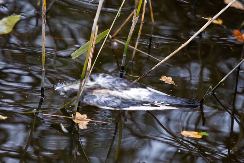 Причиной гибели голубей на Летнем озере могло стать отравление (фоторепортаж) - Новости Калининграда | Фото: Александр Подгорчук / «Клопс» Причиной гибели голубей на Летнем озере могло стать отравление (фоторепортаж) - Новости Калининграда | Фото: Александр Подгорчук / «Клопс»