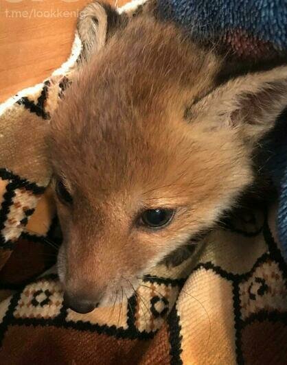 Так Чим выглядел, когда его подобрали | Фото: Аркадий