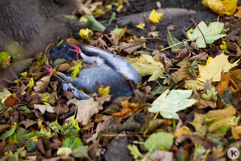 Причиной гибели голубей на Летнем озере могло стать отравление (фоторепортаж) - Новости Калининграда | Фото: Александр Подгорчук / «Клопс» Причиной гибели голубей на Летнем озере могло стать отравление (фоторепортаж) - Новости Калининграда | Фото: Александр Подгорчук / «Клопс»