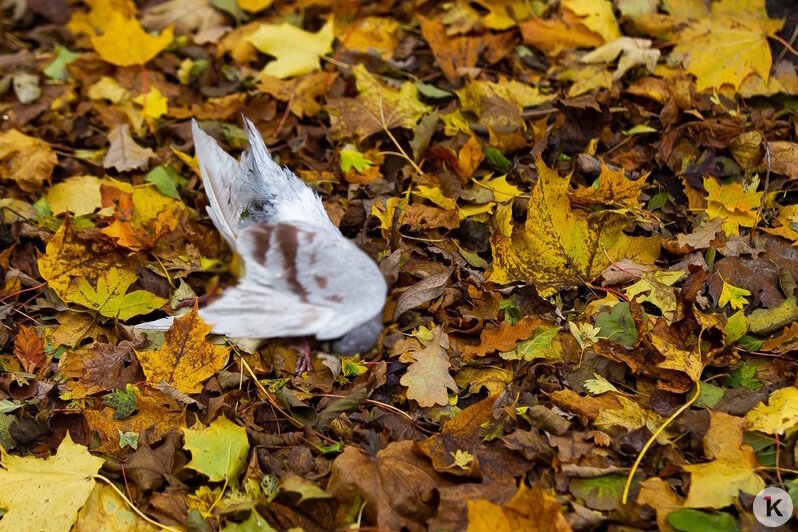 Причиной гибели голубей на Летнем озере могло стать отравление (фоторепортаж) - Новости Калининграда | Фото: Александр Подгорчук / «Клопс» Причиной гибели голубей на Летнем озере могло стать отравление (фоторепортаж) - Новости Калининграда | Фото: Александр Подгорчук / «Клопс»