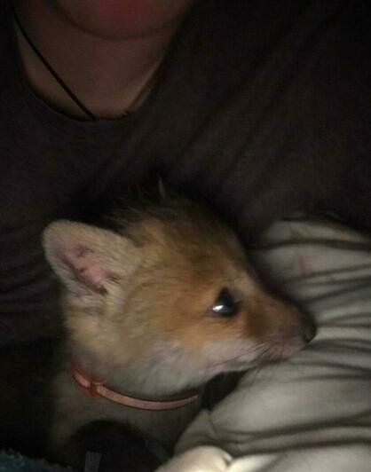 Так Чим выглядел, когда его подобрали | Фото: Аркадий