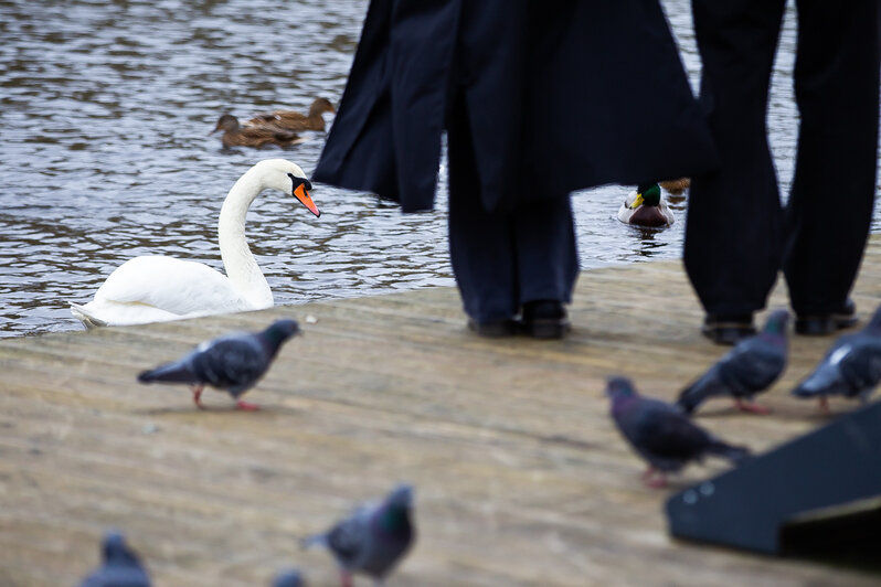 Причиной гибели голубей на Летнем озере могло стать отравление (фоторепортаж) - Новости Калининграда | Фото: Александр Подгорчук / «Клопс» Причиной гибели голубей на Летнем озере могло стать отравление (фоторепортаж) - Новости Калининграда | Фото: Александр Подгорчук / «Клопс»