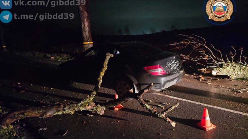 В Зеленоградском районе во время ночного шторма легковушка врезалась в упавшее на дорогу дерево  - Новости Калининграда | Фото: ГАИ Калининградской области 