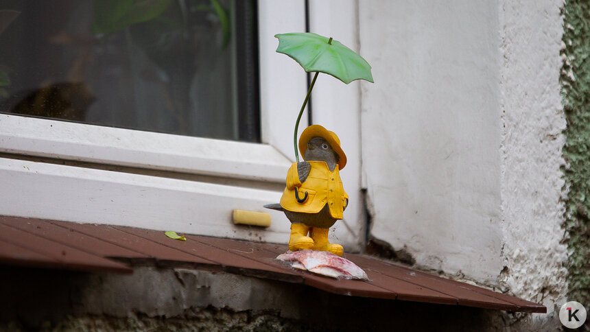 Синоптики рассказали, брать ли зонт в субботу, 1 ноября   - Новости Калининграда | Фото: Александр Подгорчук / Архив «Клопс»