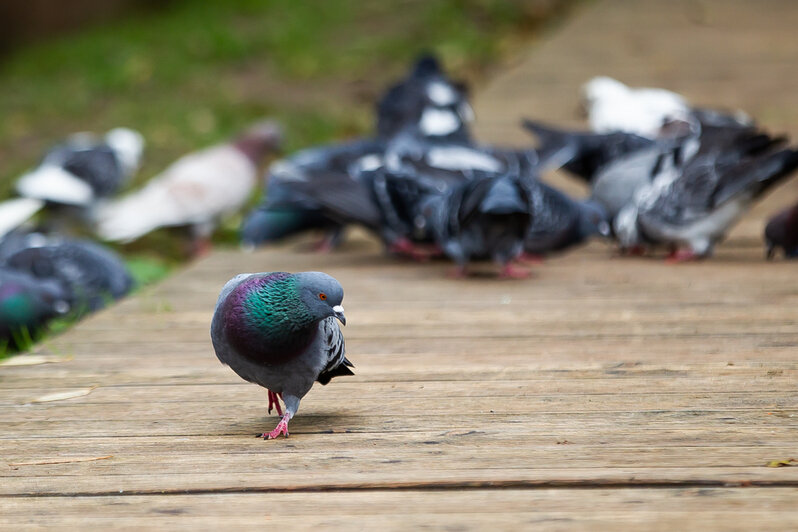 Причиной гибели голубей на Летнем озере могло стать отравление (фоторепортаж) - Новости Калининграда | Фото: Александр Подгорчук / «Клопс» Причиной гибели голубей на Летнем озере могло стать отравление (фоторепортаж) - Новости Калининграда | Фото: Александр Подгорчук / «Клопс»