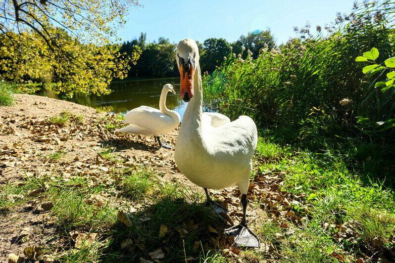 Часть Южного парка благоустроили, другая часть ждёт своего часа | Фото: Александр Мелехов