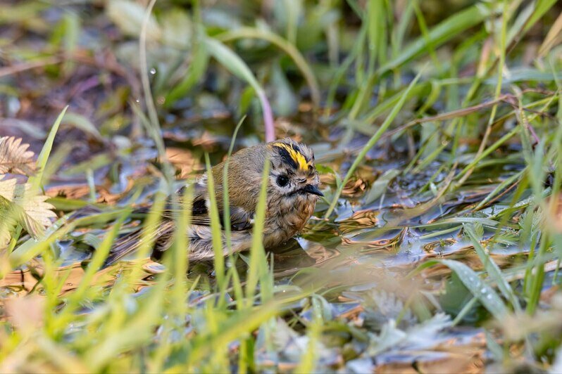 А у Оли теперь новая фобия: не наступить на бесстрашную маленькость | Фото: Ольга Музюкина