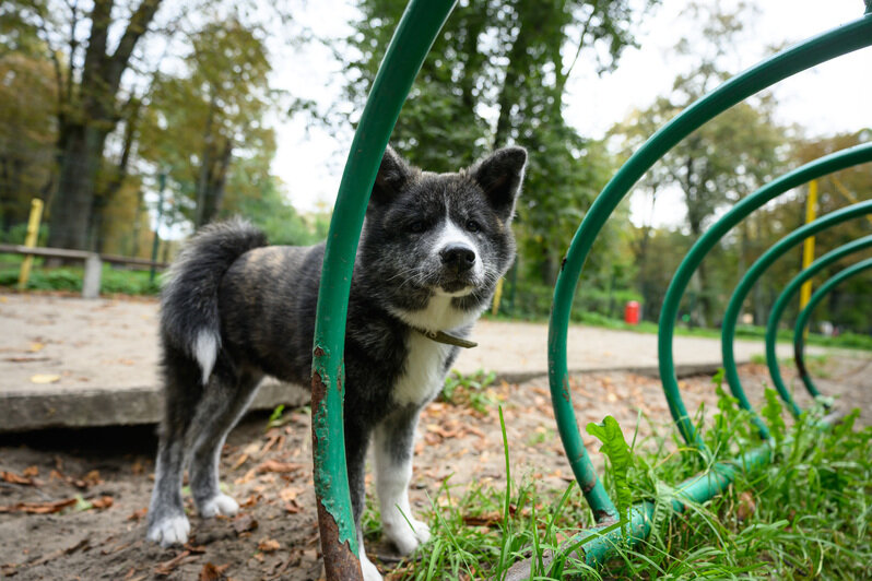 Парки Калининграда: с историей, но сложными перспективами