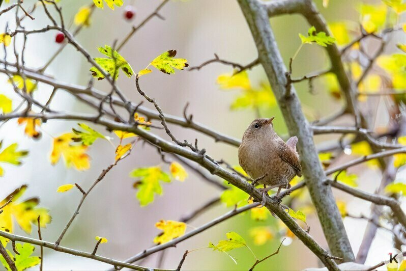 Потрогать зимородка: калининградский фотограф рассказала, как «охотится» за птицами (фото)   - Новости Калининграда | Фото: Ольга Музюкина