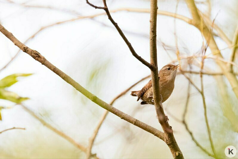 Потрогать зимородка: калининградский фотограф рассказала, как «охотится» за птицами (фото)   - Новости Калининграда | Фото: Ольга Музюкина