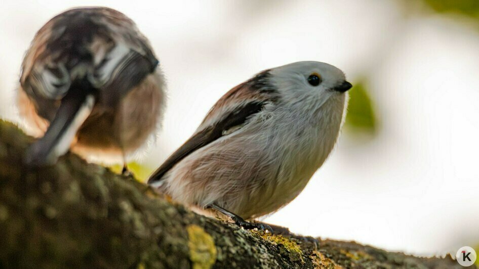 Потрогать зимородка: калининградский фотограф рассказала, как «охотится» за птицами (фото)   - Новости Калининграда | Фото: Ольга Музюкина