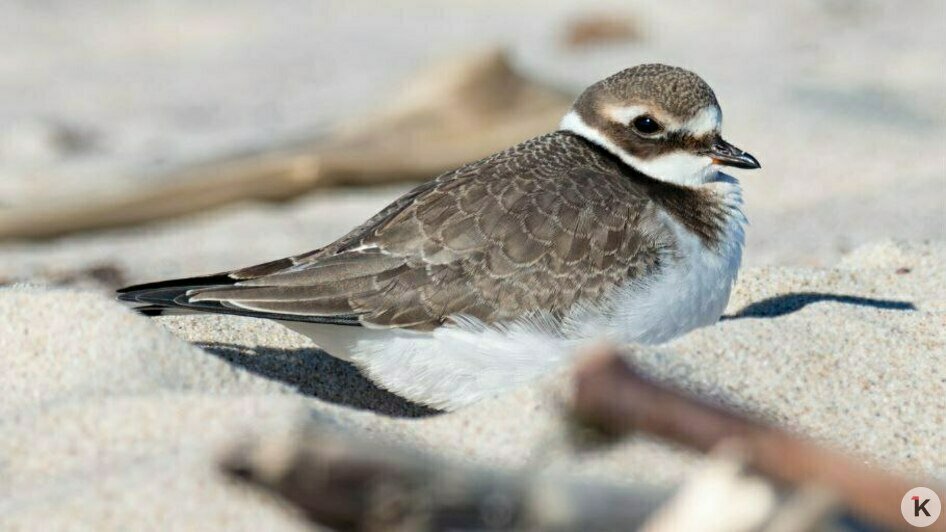 А вот к этому кулику пришлось незаметно подползать по песку | Фото: Ольга Музюкина