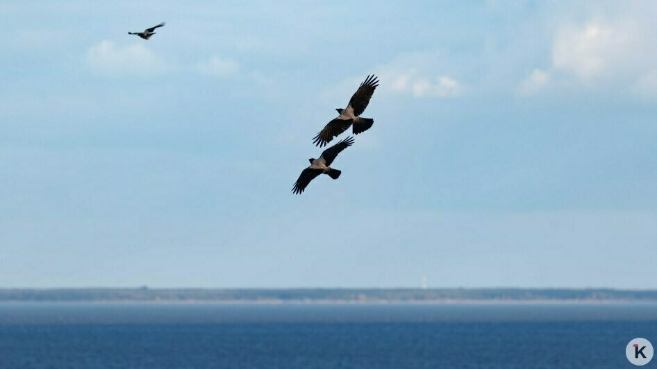 Потрогать зимородка: калининградский фотограф рассказала, как «охотится» за птицами (фото)   - Новости Калининграда | Фото: Ольга Музюкина