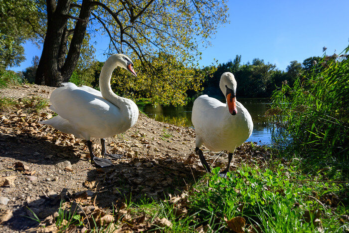 Место действительно живописное — масса зелени, подвесной мостик, пруды. | Фото: Александр Мелехов