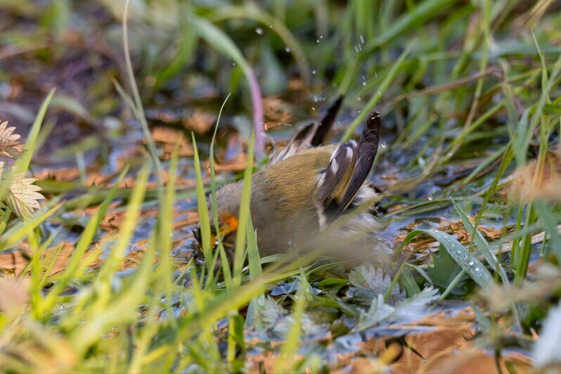 А у Оли теперь новая фобия: не наступить на бесстрашную маленькость | Фото: Ольга Музюкина