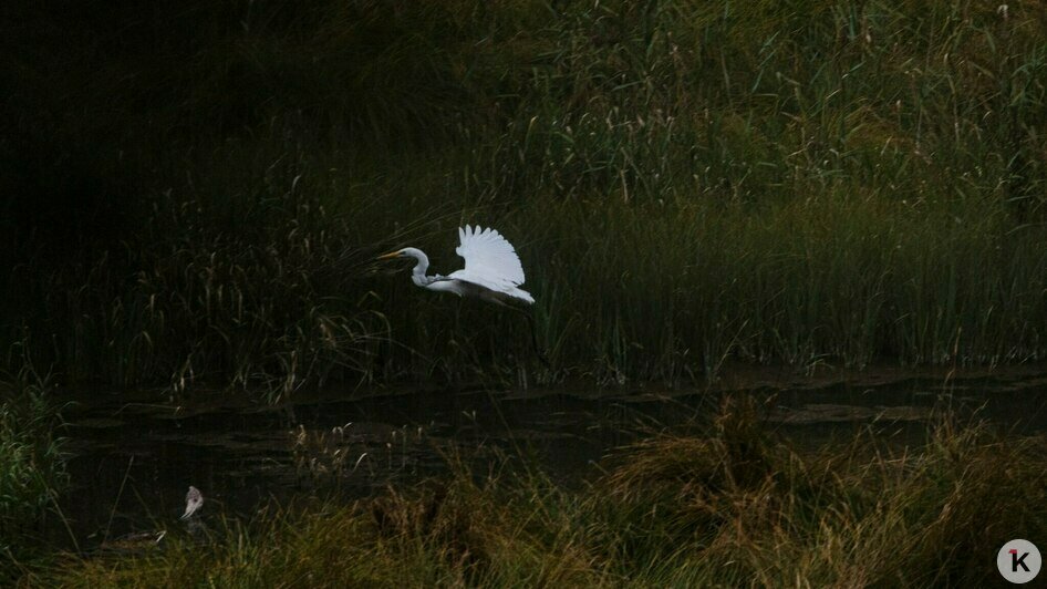 Потрогать зимородка: калининградский фотограф рассказала, как «охотится» за птицами (фото)   - Новости Калининграда | Фото: Ольга Музюкина