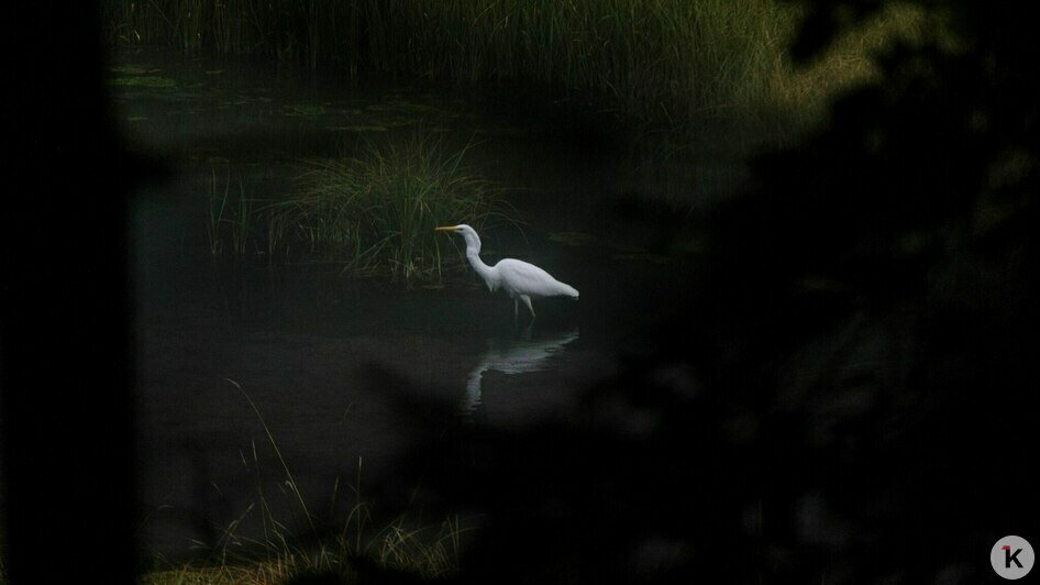 Потрогать зимородка: калининградский фотограф рассказала, как «охотится» за птицами (фото)   - Новости Калининграда | Фото: Ольга Музюкина