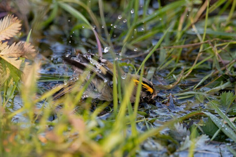 А у Оли теперь новая фобия: не наступить на бесстрашную маленькость | Фото: Ольга Музюкина