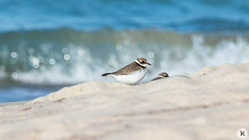 А вот к этому кулику пришлось незаметно подползать по песку | Фото: Ольга Музюкина