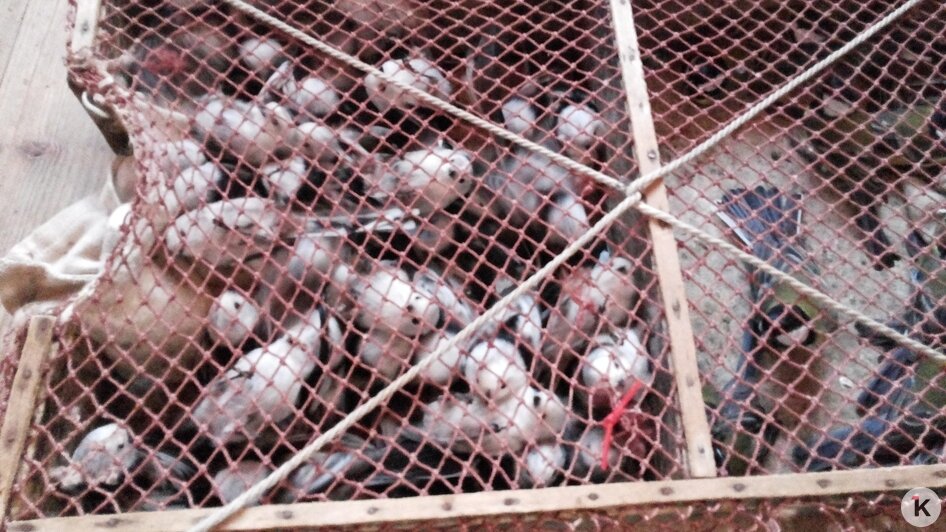 Потрогать зимородка: калининградский фотограф рассказала, как «охотится» за птицами (фото)   - Новости Калининграда | Фото: Ольга Музюкина