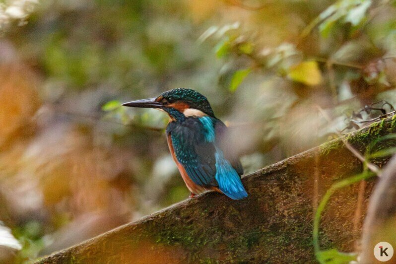 Потрогать зимородка: калининградский фотограф рассказала, как «охотится» за птицами (фото)   - Новости Калининграда | Фото: Ольга Музюкина