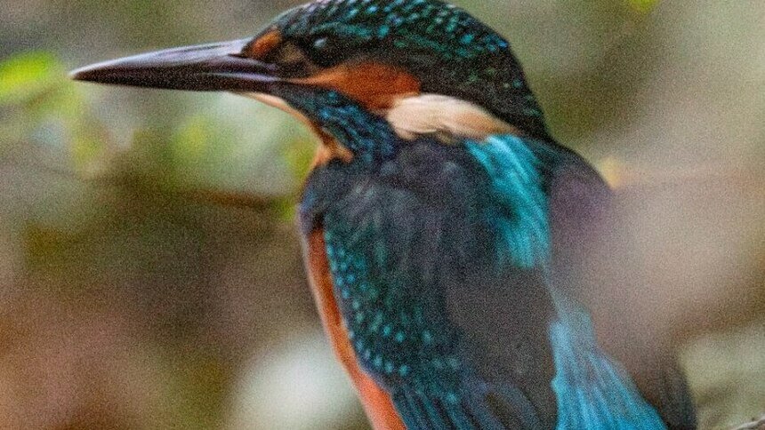 Потрогать зимородка: калининградский фотограф рассказала, как «охотится» за птицами (фото)   - Новости Калининграда