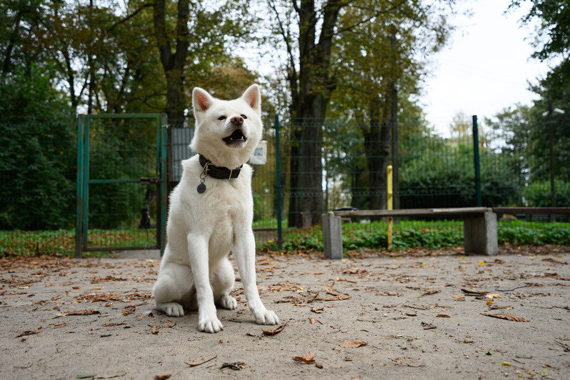 Парки Калининграда: с историей, но сложными перспективами