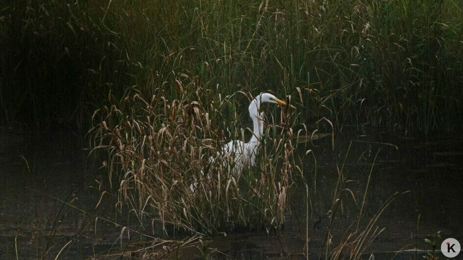 Потрогать зимородка: калининградский фотограф рассказала, как «охотится» за птицами (фото)   - Новости Калининграда | Фото: Ольга Музюкина