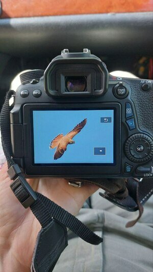 Потрогать зимородка: калининградский фотограф рассказала, как «охотится» за птицами (фото)   - Новости Калининграда | Фото: личный архив героини