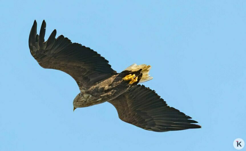 Потрогать зимородка: калининградский фотограф рассказала, как «охотится» за птицами (фото)   - Новости Калининграда | Фото: Ольга Музюкина