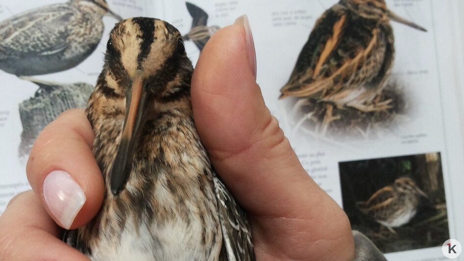Потрогать зимородка: калининградский фотограф рассказала, как «охотится» за птицами (фото)   - Новости Калининграда | Фото: Ольга Музюкина