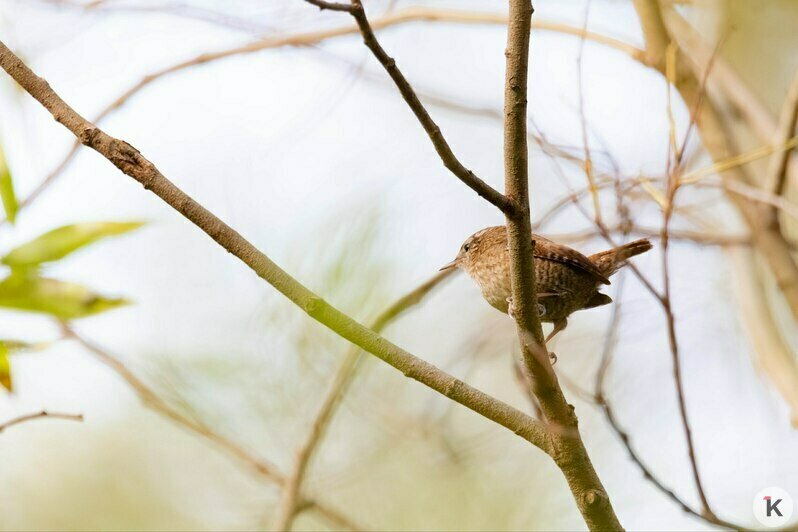 Потрогать зимородка: калининградский фотограф рассказала, как «охотится» за птицами (фото)   - Новости Калининграда | Фото: Ольга Музюкина