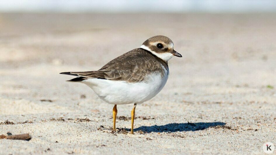 А вот к этому кулику пришлось незаметно подползать по песку | Фото: Ольга Музюкина